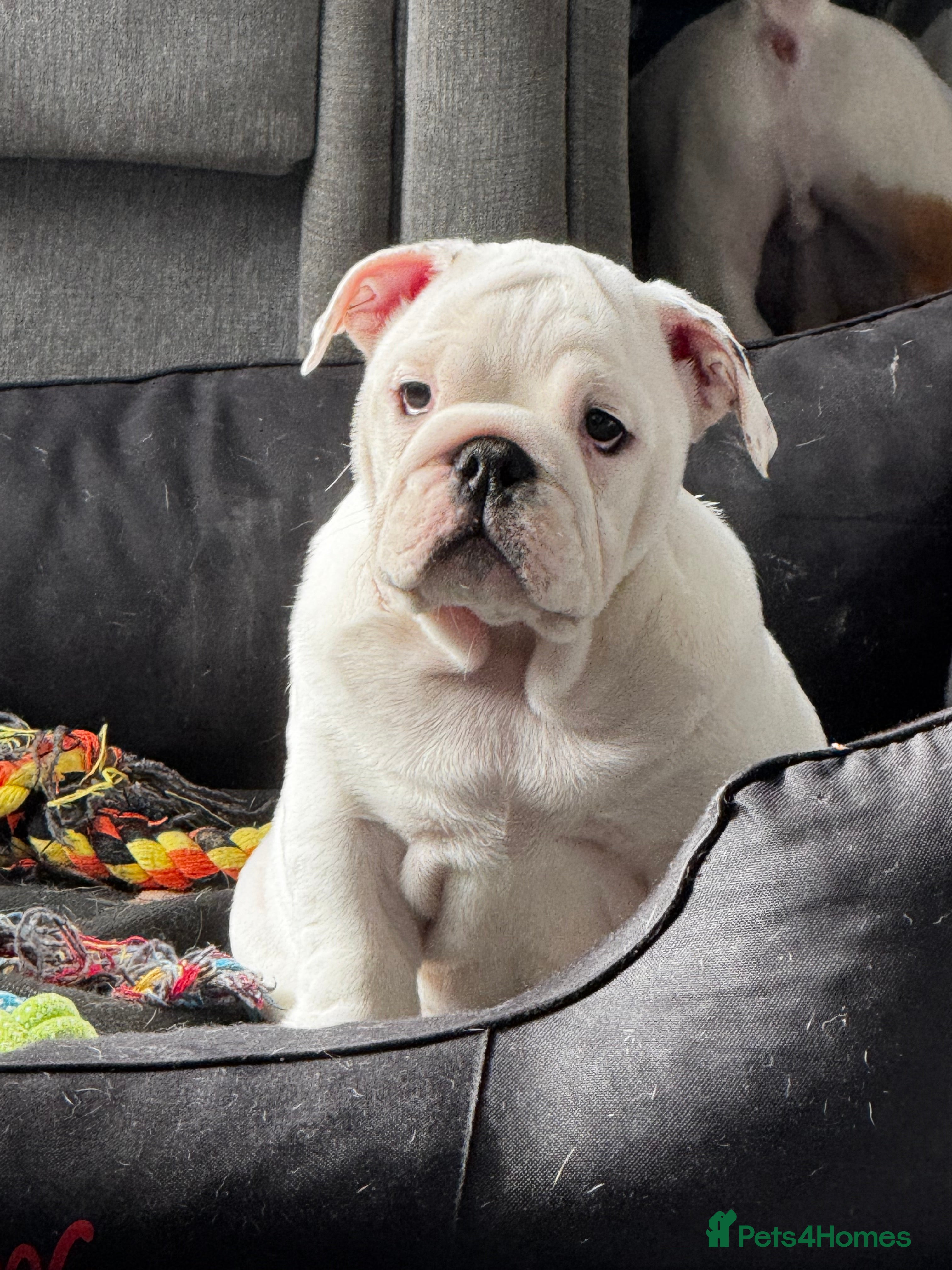 English Bulldog dogs English Bulldog Puppies - Advert 6