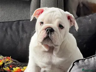 English Bulldog dogs English Bulldog Puppies - Advert 2