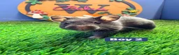 Hamster rodents for sale: Syrian Hamster Babiy Males Females Boy Girl - Advert 4