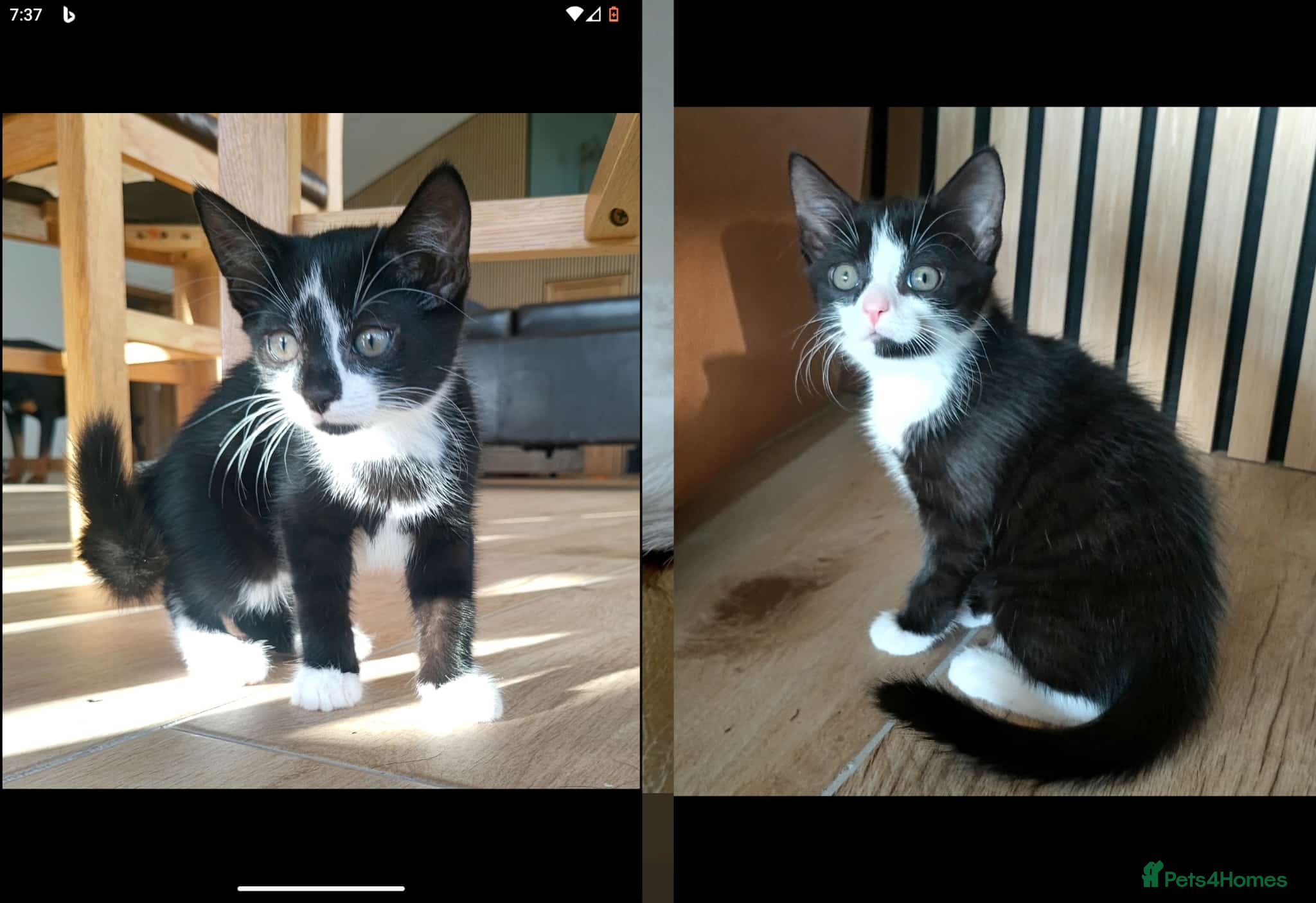 Mixed Breed cats 9 gorgeous tabby kittens - Advert 1