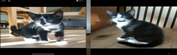 Mixed Breed cats for sale: 9 gorgeous tabby kittens - Advert 1