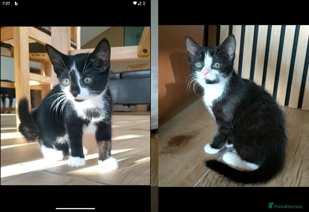 Mixed Breed cats for sale: 9 gorgeous tabby kittens - Advert 1