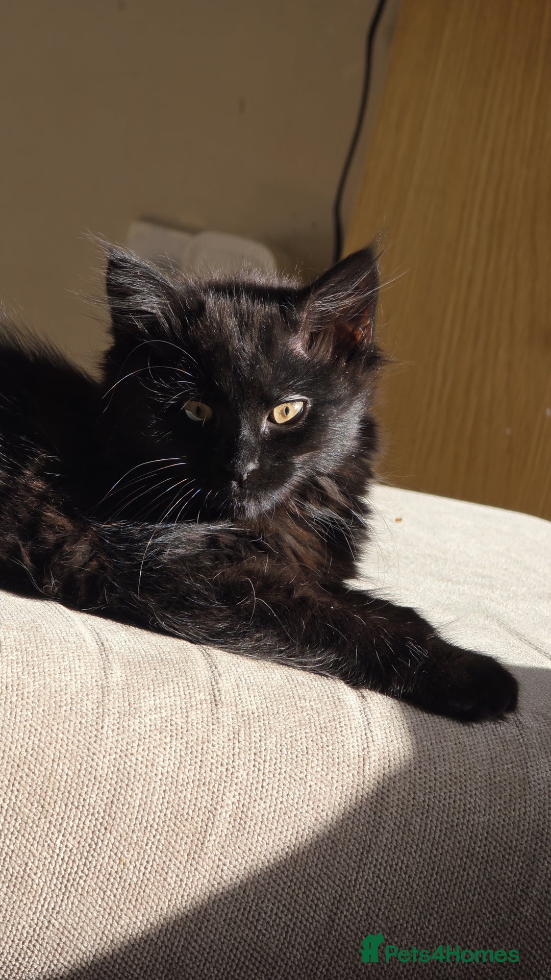 Mixed Breed cats for sale: Fluffy black kitten - Advert 2