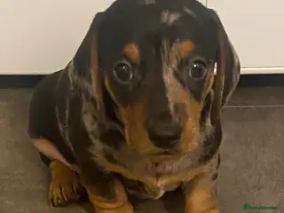 Miniature Dachshund dogs Miniture dachshund puppies - Advert 6