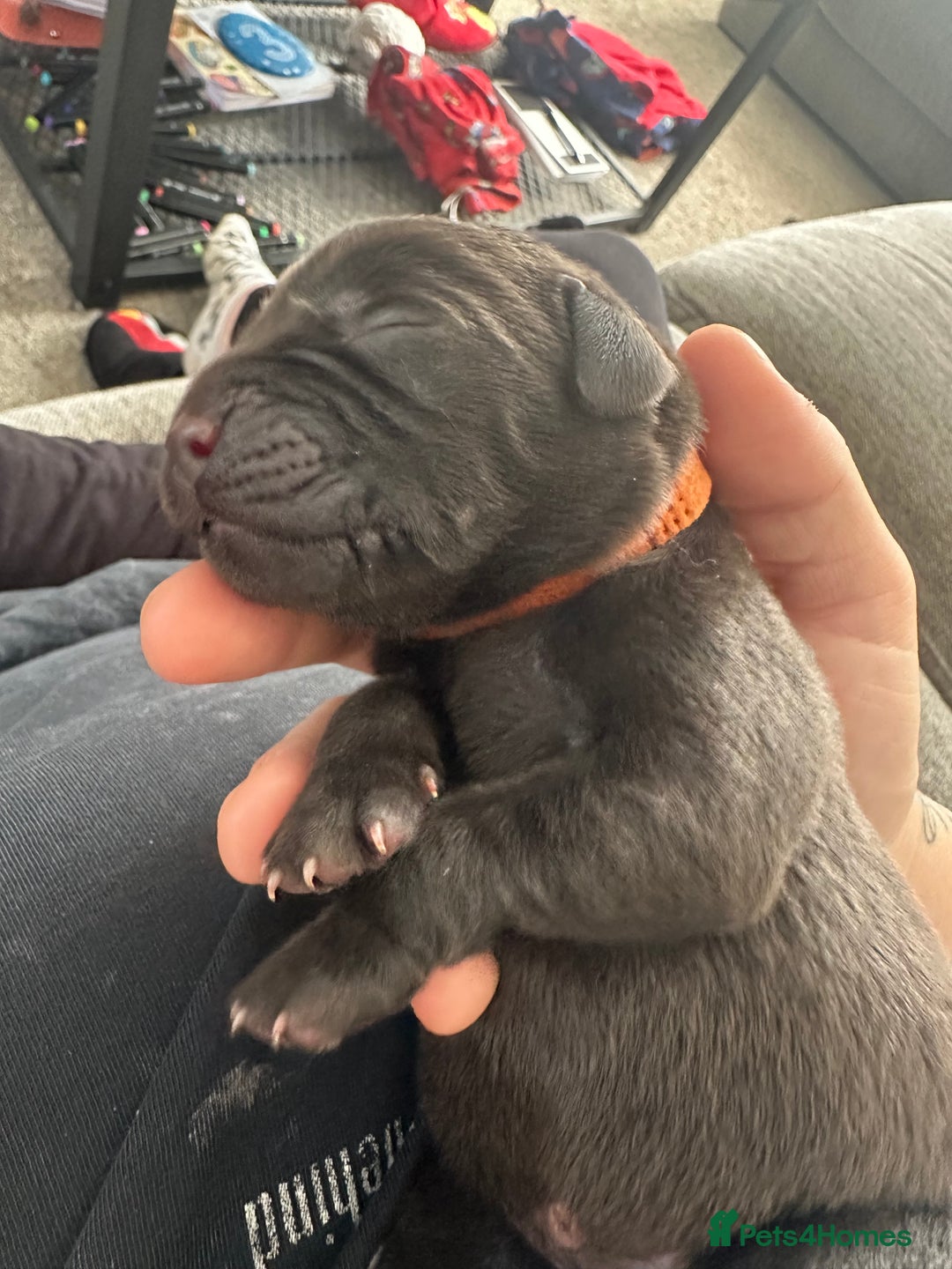 Labrador Retriever dogs for sale: Family bred Labradors ready October 28th  - Image 18