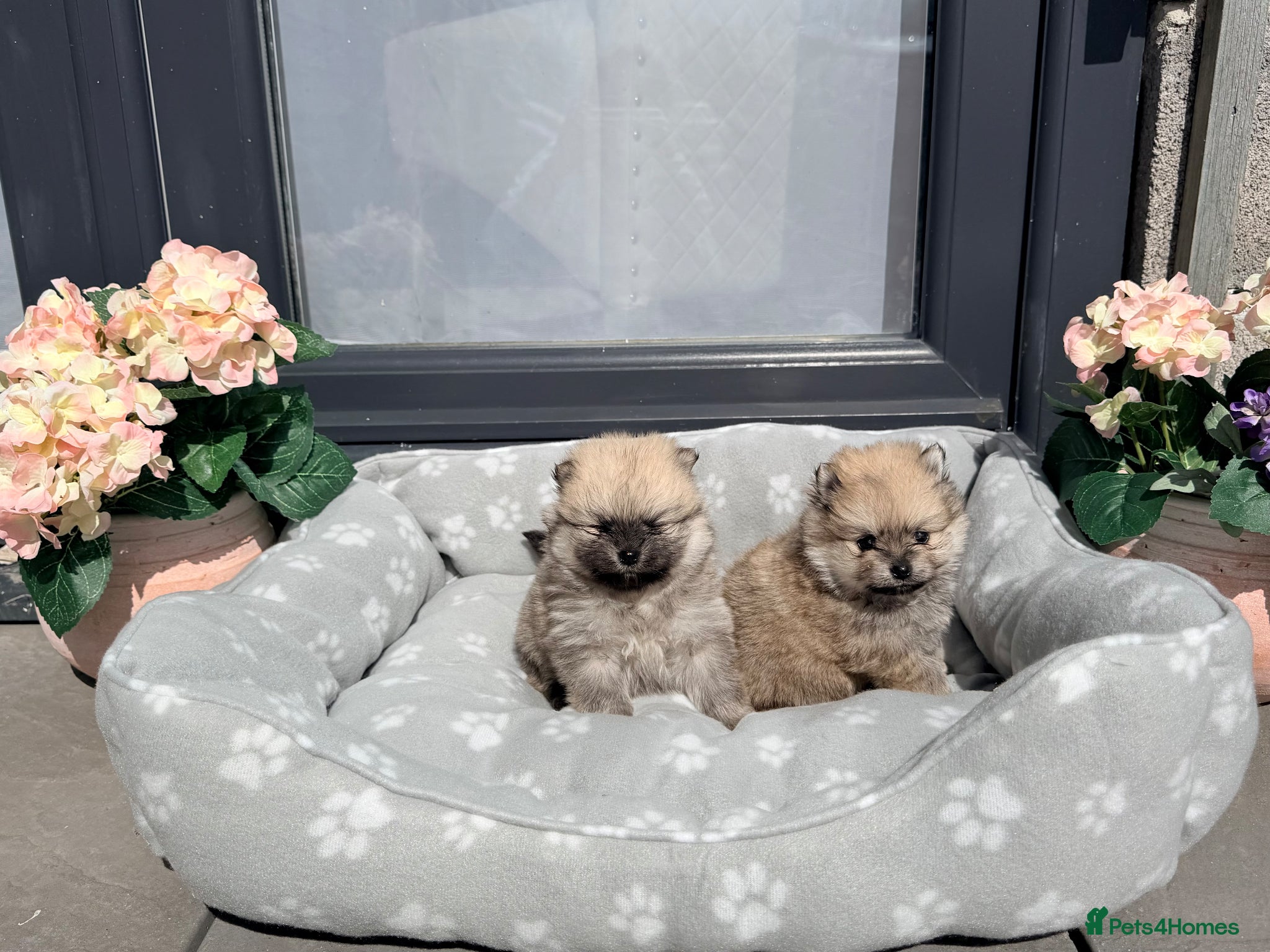 Pomeranian dogs Gorgeous Teddy Bear Pomeraians puppies  - Advert 4