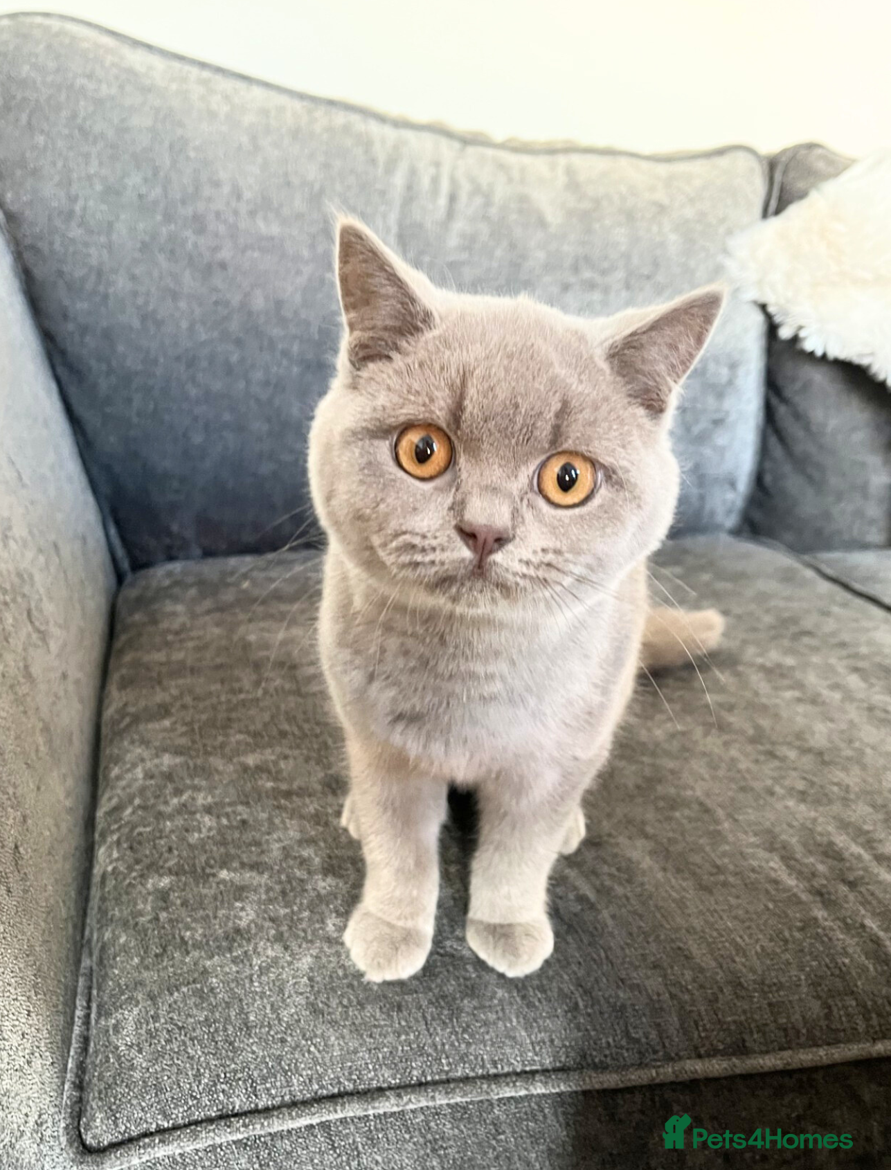 British Shorthair cats Fawn PKD Clear Active GCCF Reg Male - Advert 7