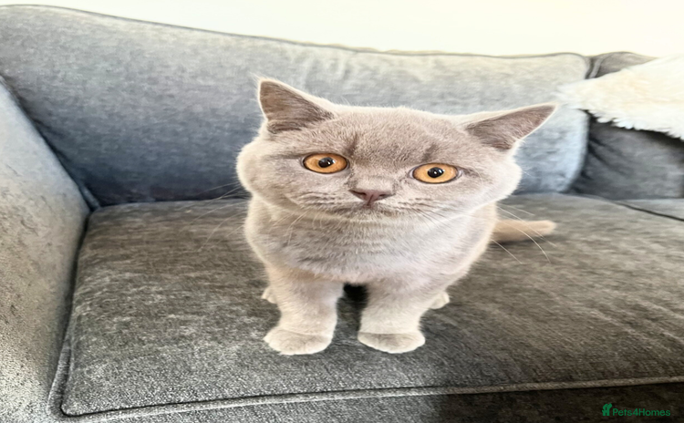 British Shorthair cats Fawn PKD Clear Active GCCF Reg Male - Advert 4