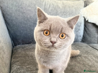 British Shorthair cats Fawn PKD Clear Active GCCF Reg Male - Advert 1