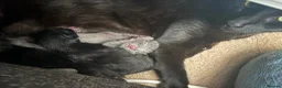 Mixed Breed cats for sale: Kittens  - Advert 8