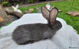 Continental Giant rabbits for sale: Beautiful Pure Giant Continental Babies  - Image 9