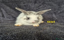 Mini Lion Lop rabbits for sale: Mini Lion Lop Buns looking for new homes - Image 1