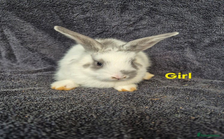 Mini Lion Lop rabbits - Advert 1