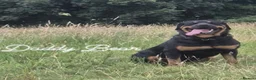 Rottweiler dogs for sale: Full German Rottweiler  - Advert 8