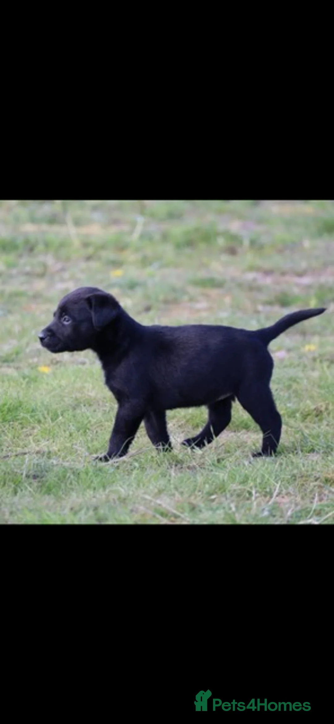 Labrador Retriever dogs for sale: Labrador puppies  - Advert 13