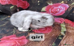 Mini Lop rabbits for sale: Mini lop baby rabbits - Image 2