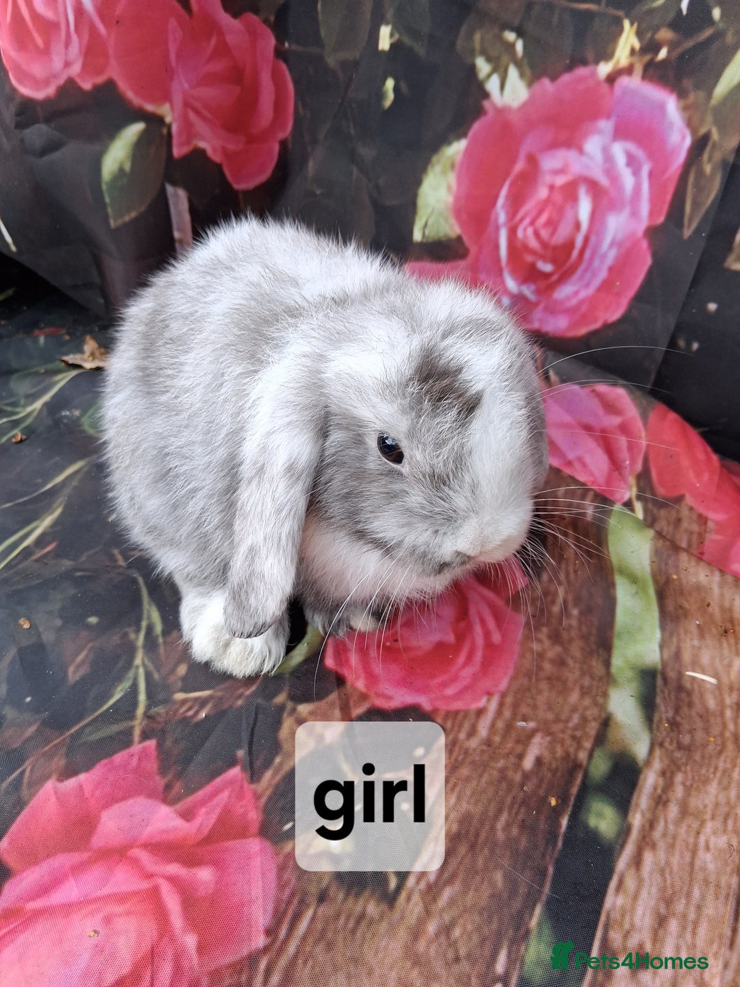 Mini Lop rabbits for sale: Mini lop baby rabbits - Image 2