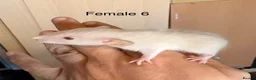 Rat rodents for sale: Mixed sex dwarf Dumbo Rats - Advert 27