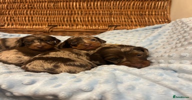 Miniature Dachshund dogs KC Reg Miniature Dachshund 5 Dapples Smooth & Long - Advert 4