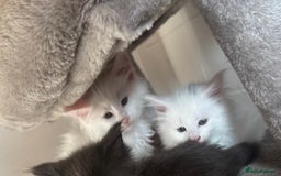 Maine Coon cats for sale: 2 Mainecoon pedigree kitten - Image 16