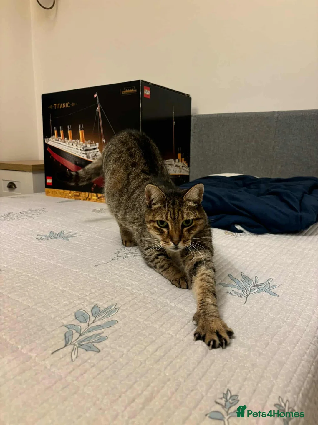 Mixed Breed cats for adoption: Athena for adoption - Advert 7