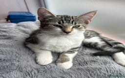 Bombay cats for sale: Friendly and smart Kittens  - Image 10