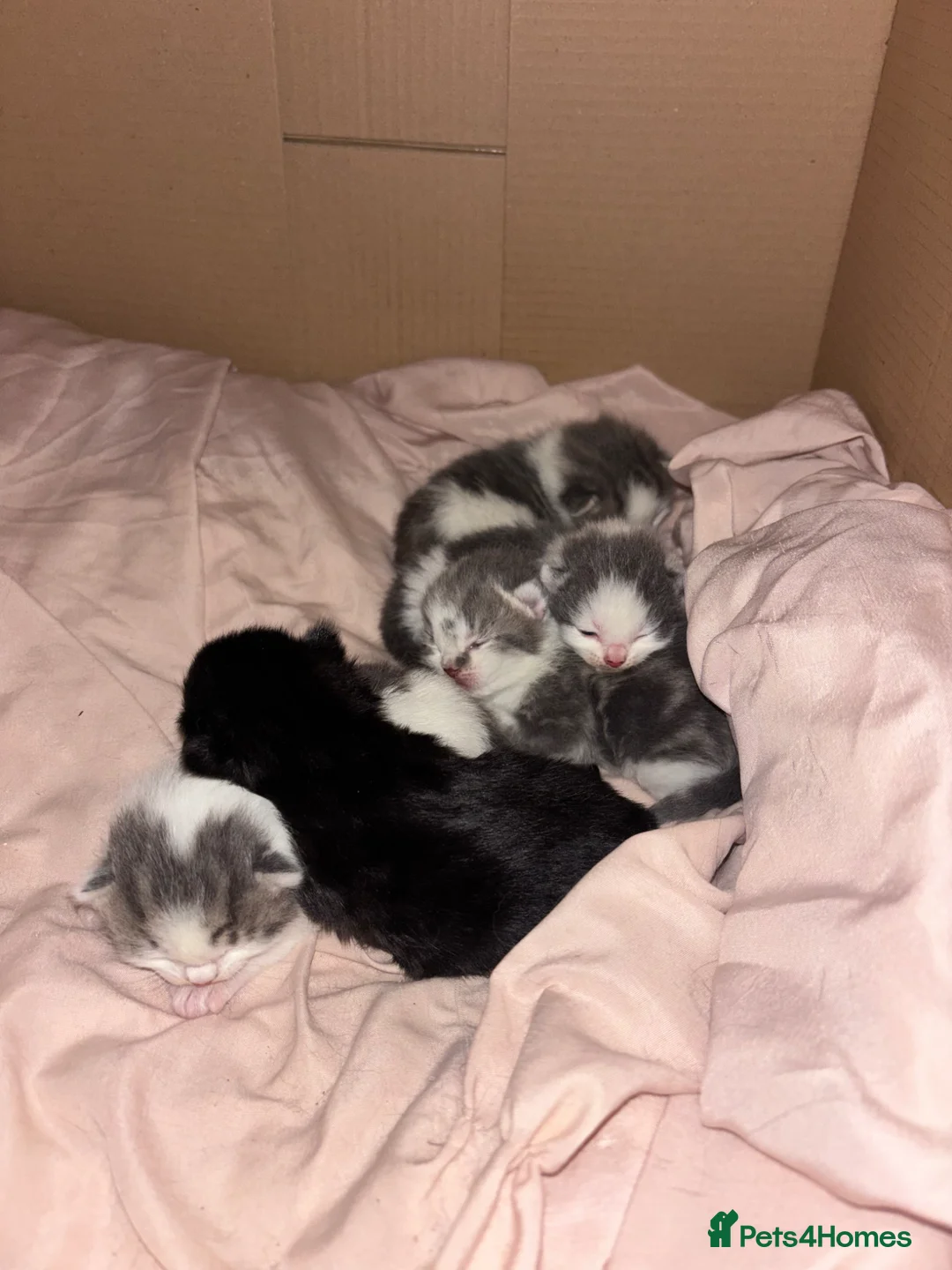Mixed Breed cats for sale: 1 week old kittens  - Advert 1