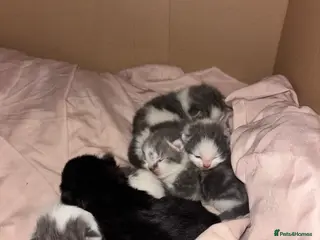 Mixed Breed cats 1 week old kittens - Advert 6