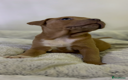 Staffordshire Bull Terrier dogs for sale: Ready now !! - Image 26