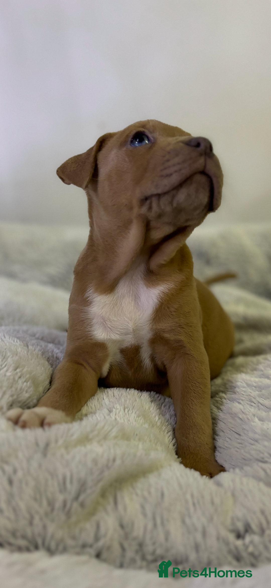 Staffordshire Bull Terrier dogs for sale: Ready now !! - Image 26