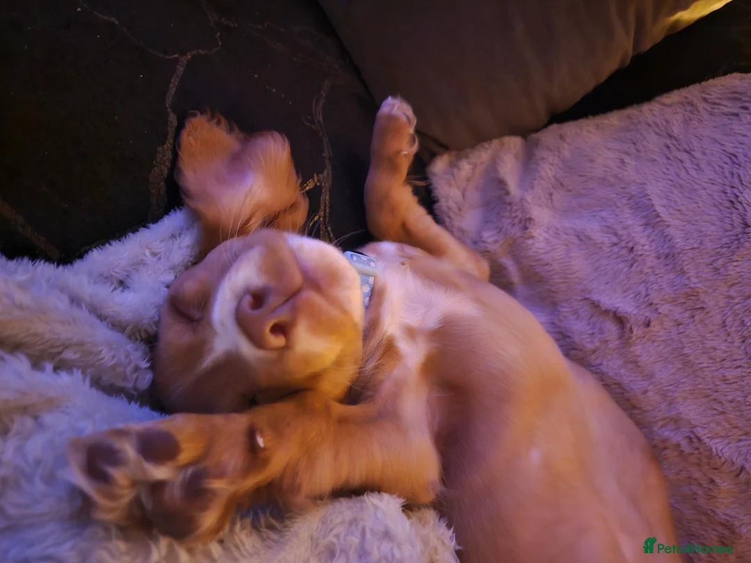 Cocker Spaniel dogs for sale: Purebred Cocker Spaniel - Advert 2