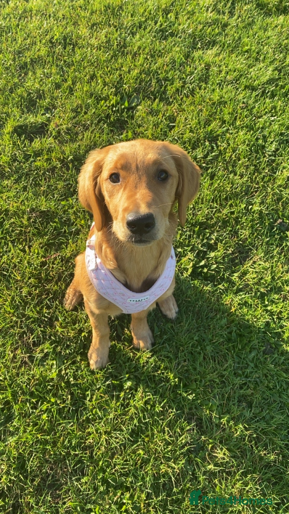 Golden Retriever dogs for sale: Golden retriever puppy Darcie - Advert 1