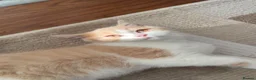 British Shorthair cats for sale: BSH CREAM BİCOLOUR MALE CHAMPION BLOODLİNE in Barking - Advert 4