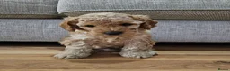 Cockapoo dogs for sale: Male Cockapoo F2 - Advert 9