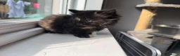 Mixed Breed cats for sale: 2 beautiful kittens for sale  - Advert 8