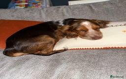 Cocker Spaniel dogs for sale: Working cocker for sale (Mylo)  - Image 15