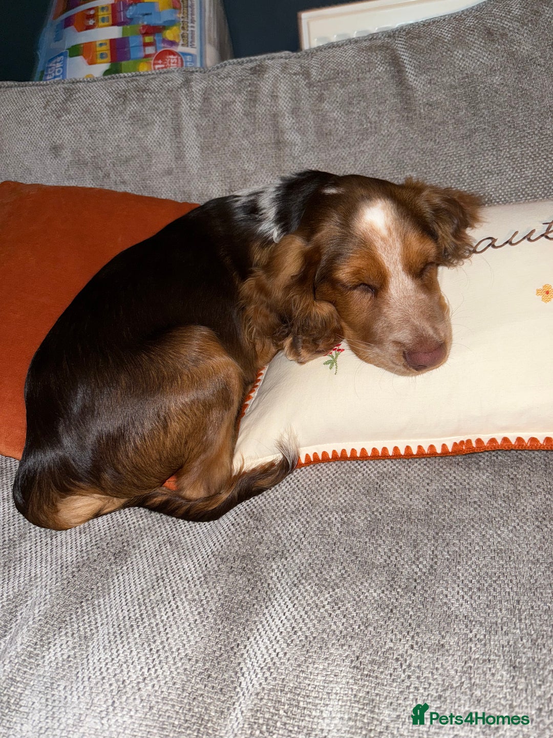 Cocker Spaniel dogs for sale: Working cocker for sale (Mylo)  - Image 15