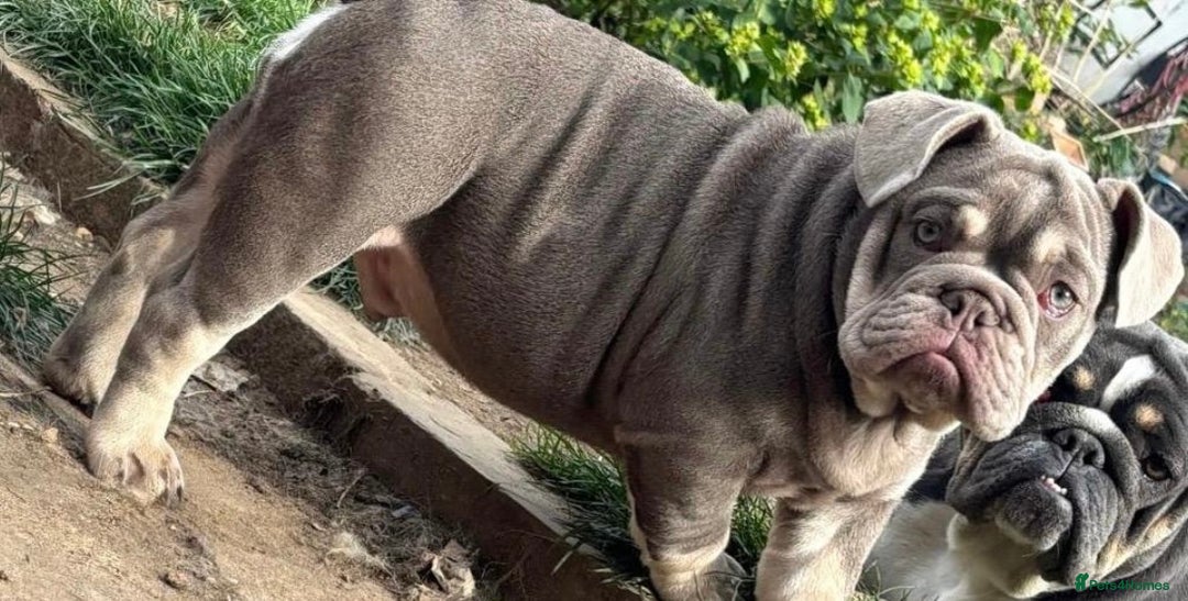 English Bulldog dogs for sale:  top quality fully suited lilac and tan male 😍 - Advert 2