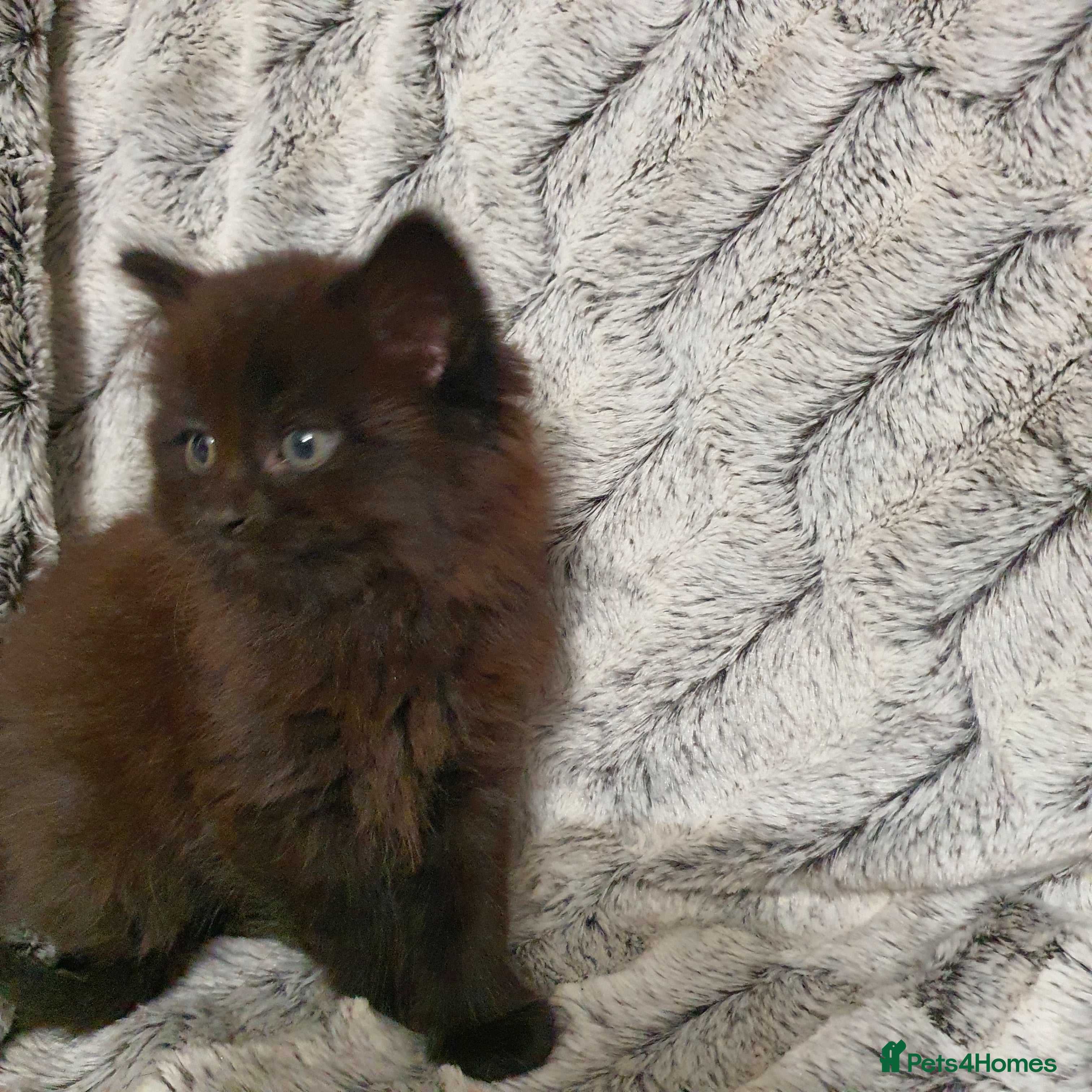 Mixed Breed cats 5 cute 😍 kittens  - Advert 1