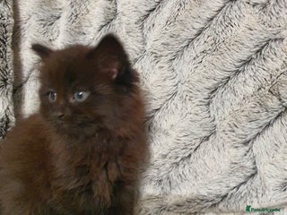 Mixed Breed cats 5 cute 😍 kittens - Advert 1