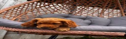 Cocker Spaniel dogs for sale: Cocker Spaniel male Ready for Loving Home - Advert 5