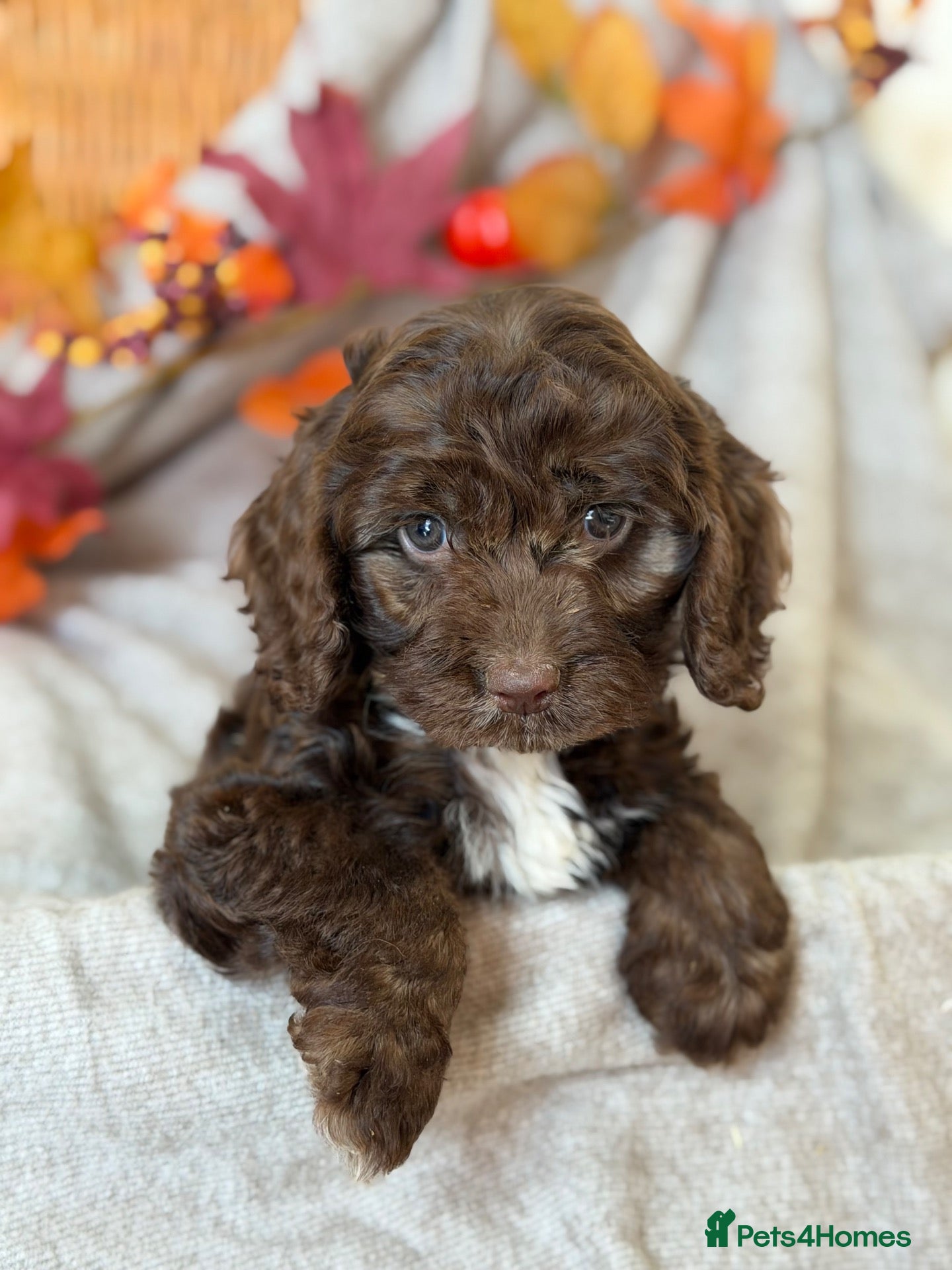 Cockapoo dogs Cockapoo puppies - Advert 4