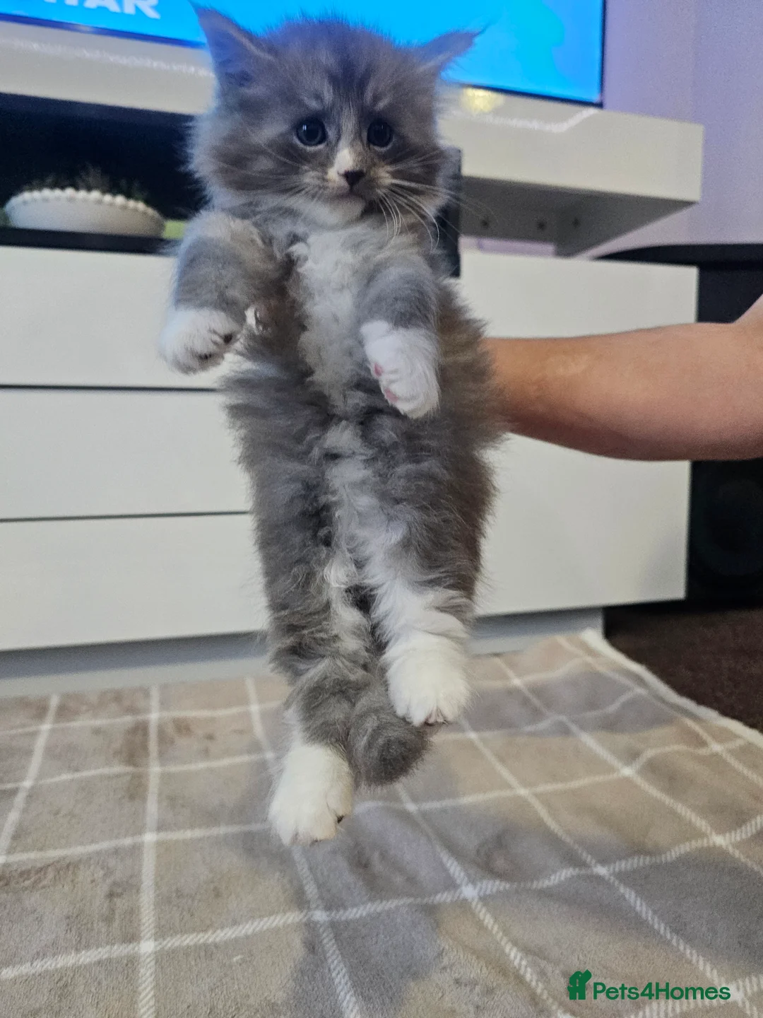 Ragcoon cats for sale: Adorable Maine Coon x Ragdoll Kittens - Advert 18