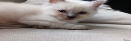 Ragdoll cats for sale: Ragdoll kittens  - Advert 5