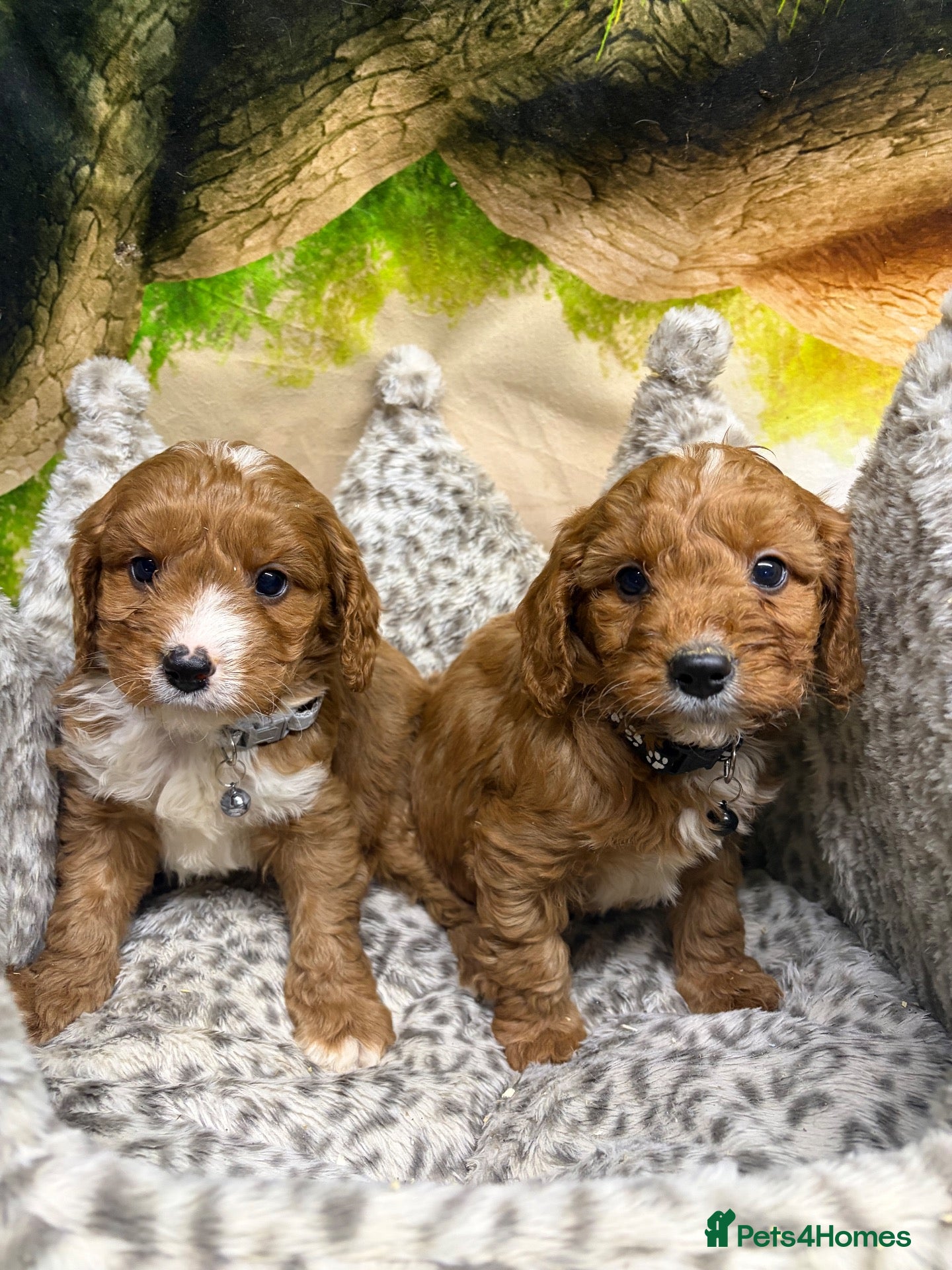 Cavapoo dogs F1 Ruby red & white Cavapoo puppies DAD DNA TESTED - Advert 1