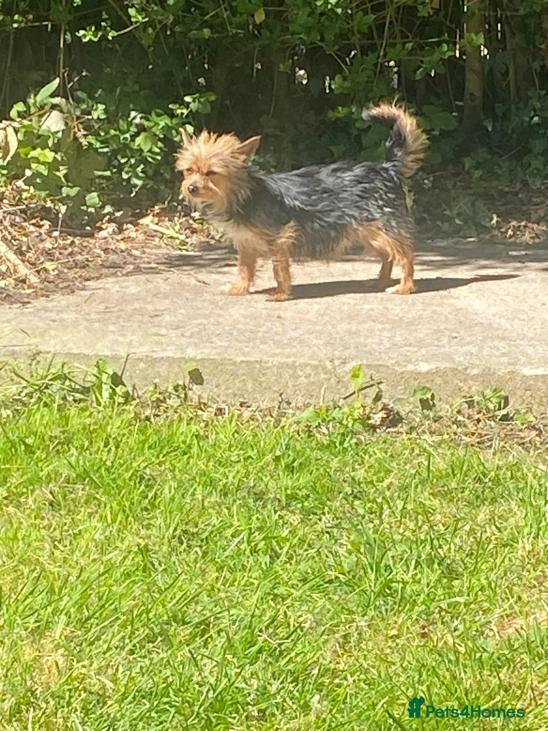 Chorkie dogs for sale: Tiny chorkie puppies  - Advert 1