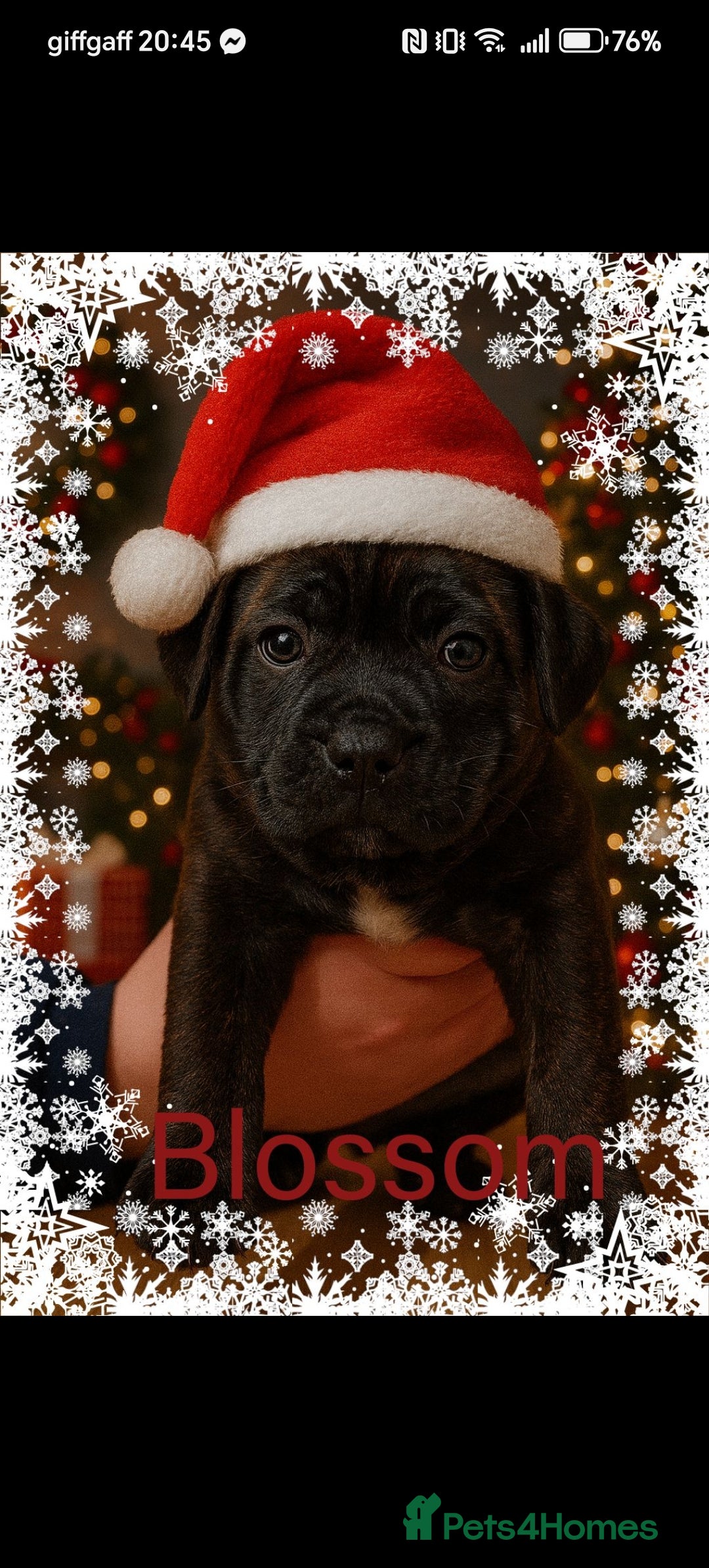 Staffordshire Bull Terrier dogs for sale: Staffy pups - Advert 2