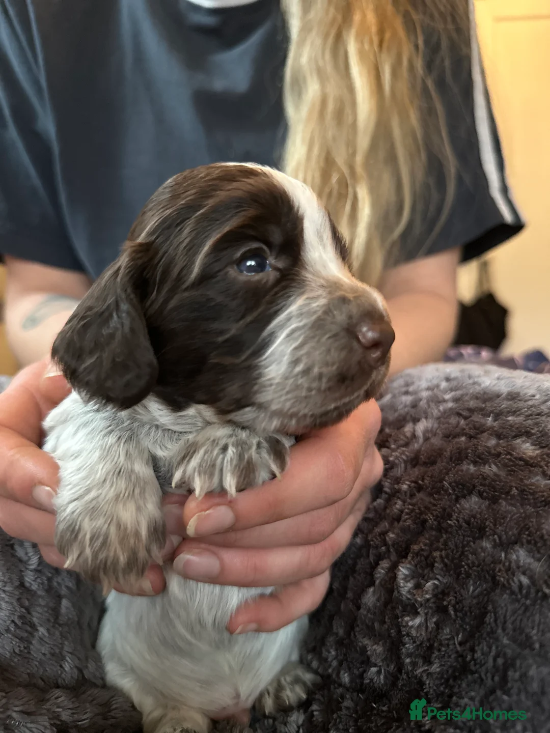 Cocker Spaniel dogs for sale: Working cocker spaniel puppies for sale in Ewhurst - Advert 10