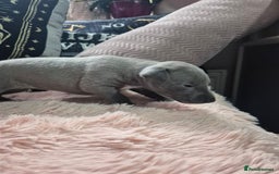 Whippet dogs for sale: Stunning KC Registered Blue Whippet Puppies - Image 11