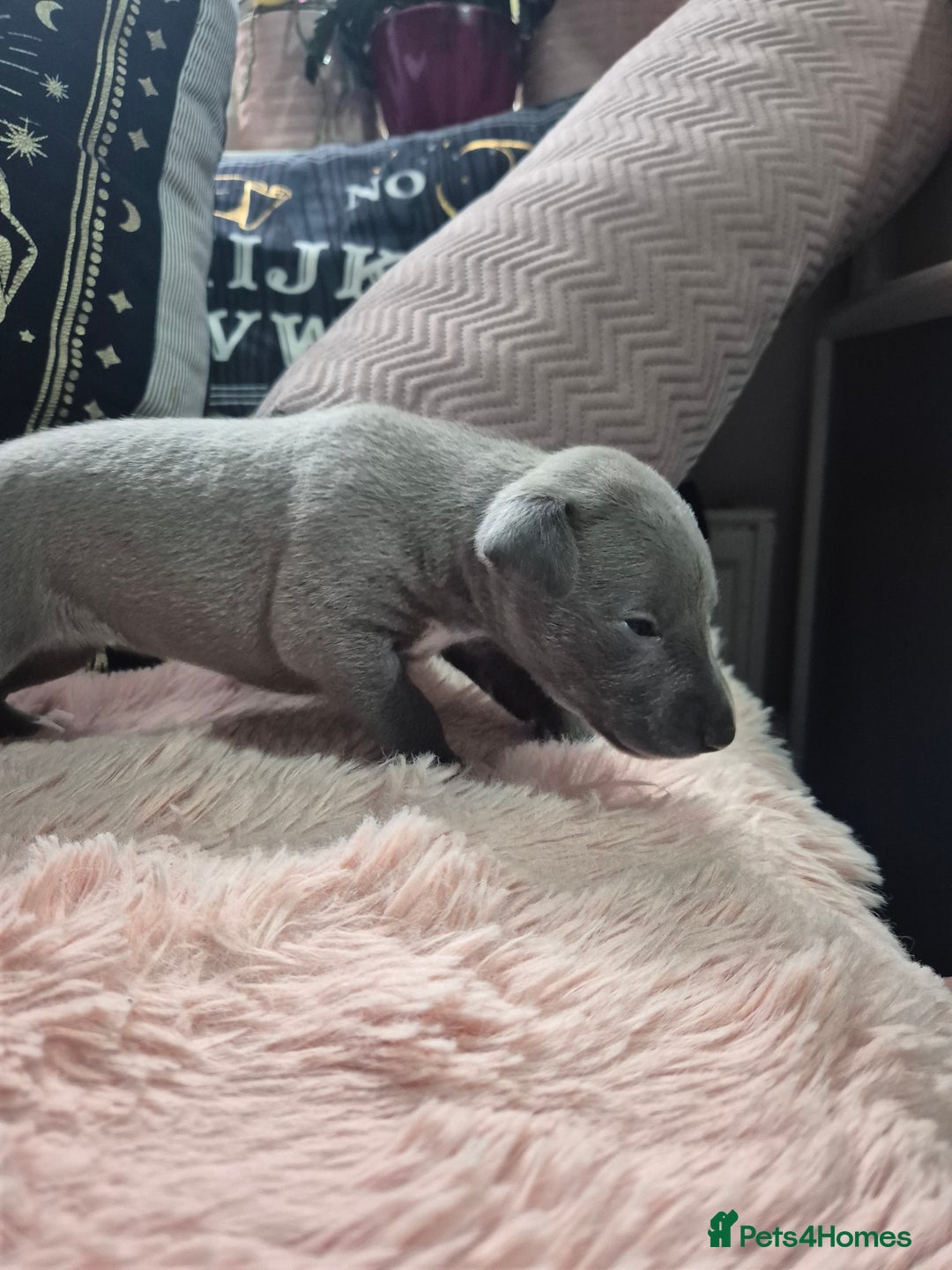 Whippet dogs for sale: Stunning KC Registered Blue Whippet Puppies - Image 11